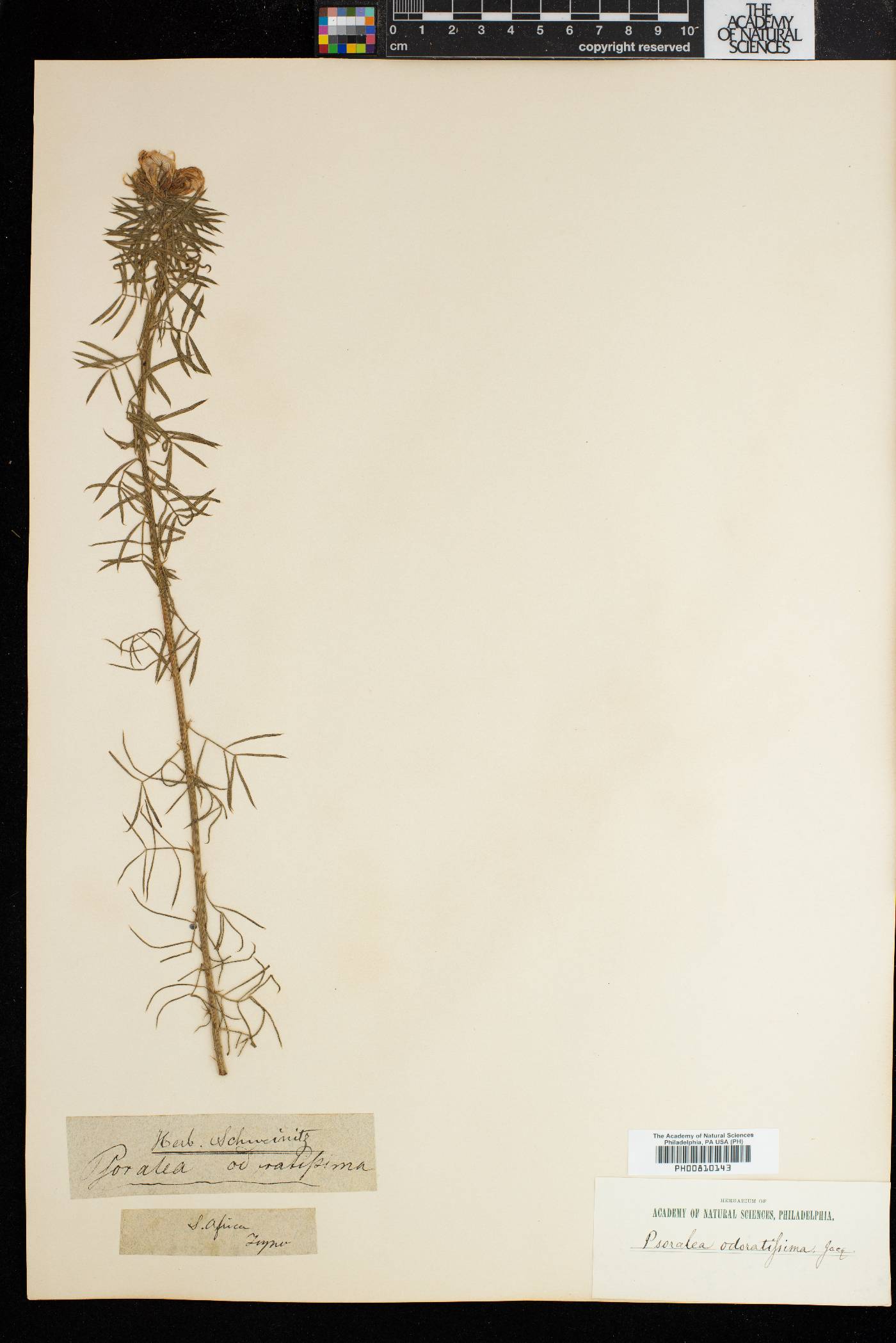 Psoralea odoratissima image