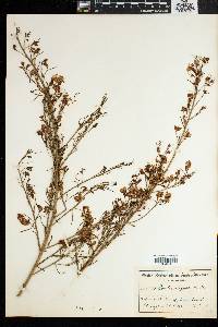 Psoralea oligophylla image
