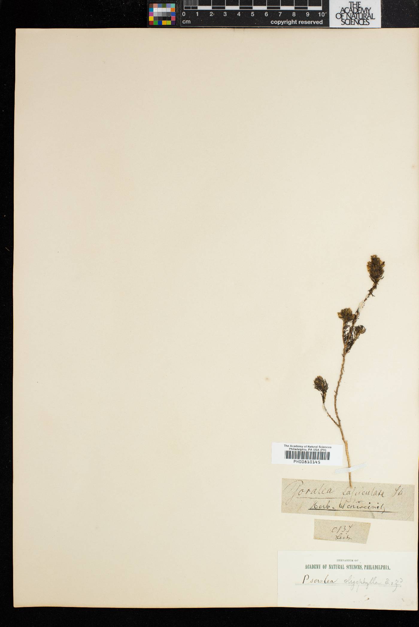 Psoralea oligophylla image