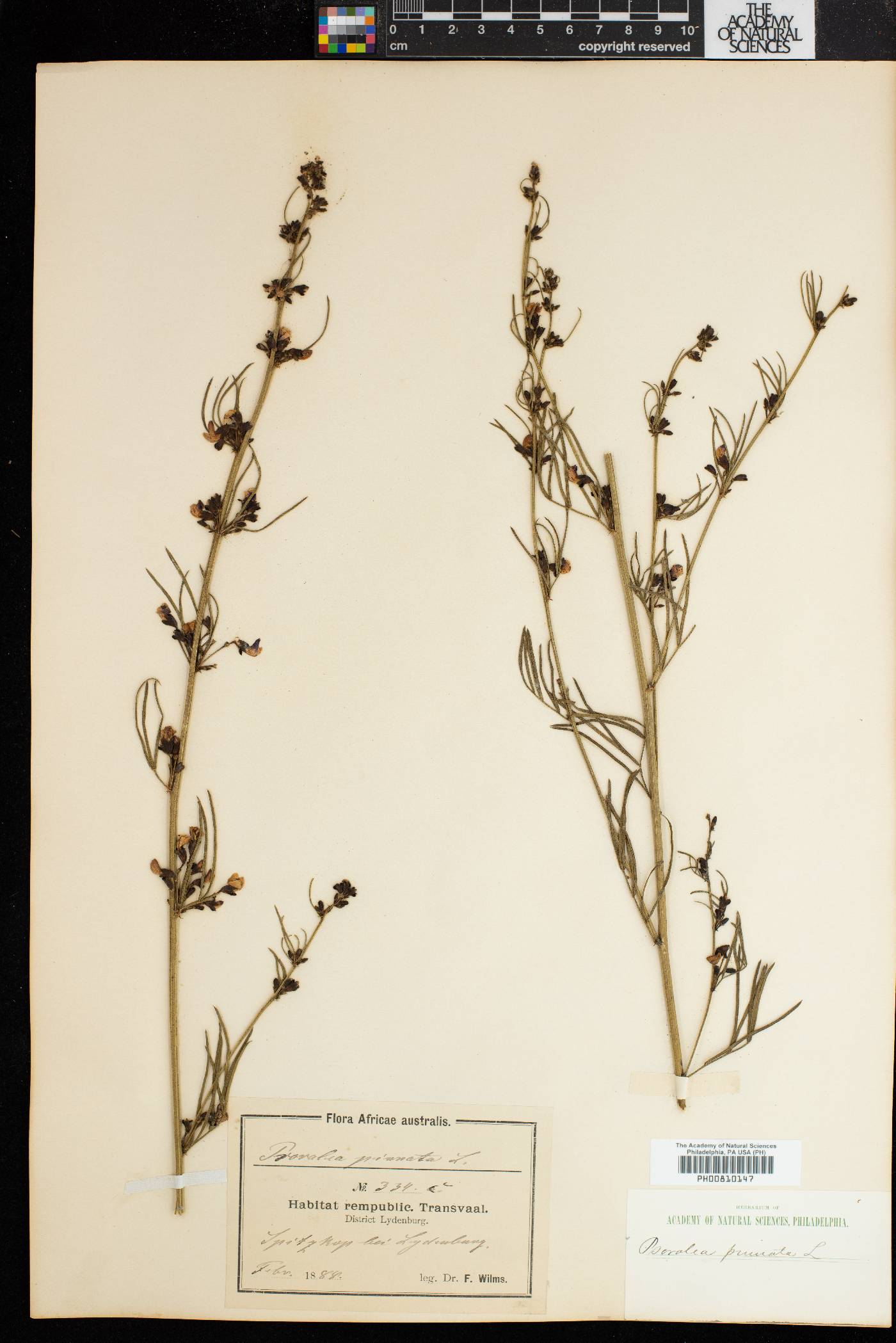 Psoralea pinnata image