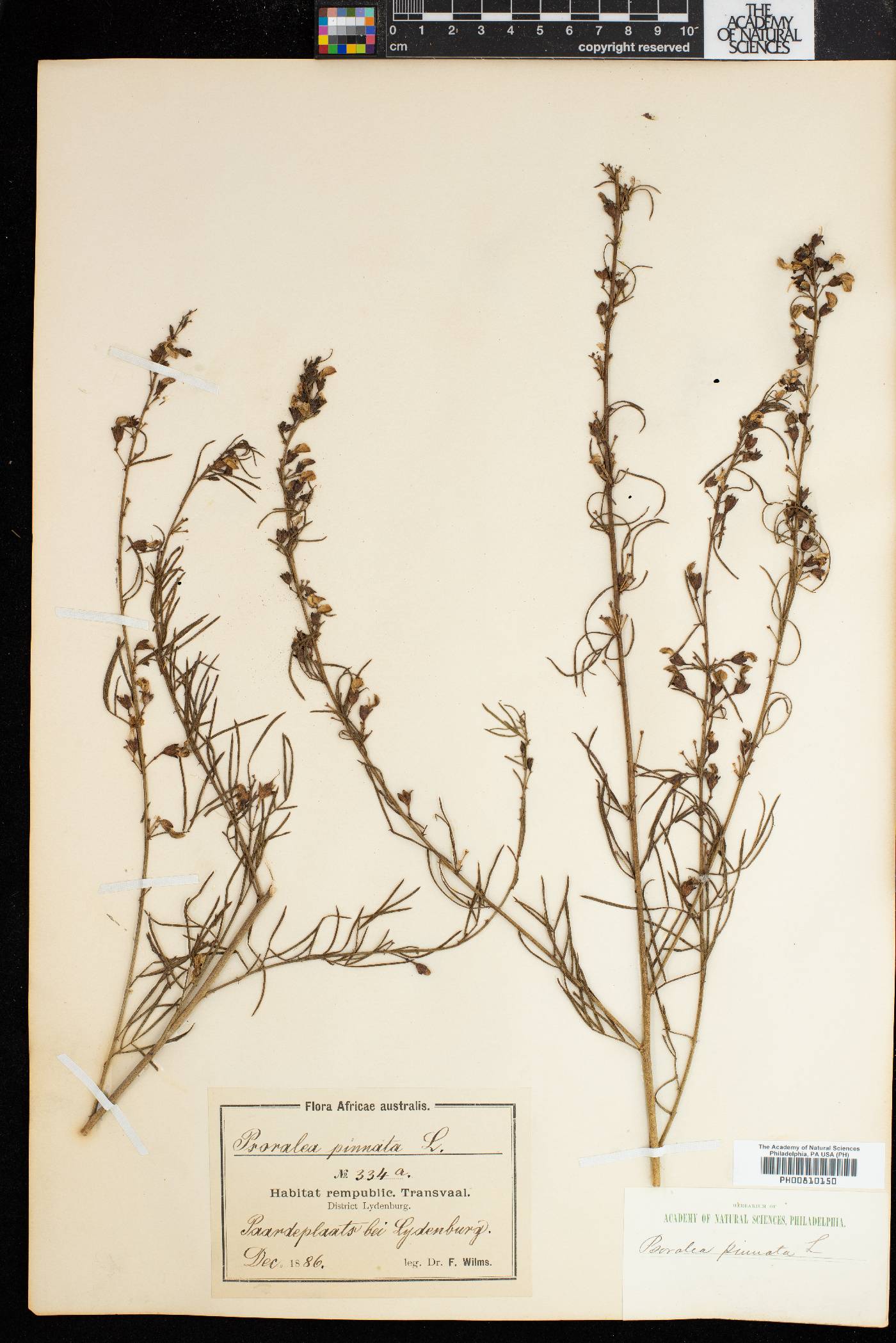 Psoralea pinnata image