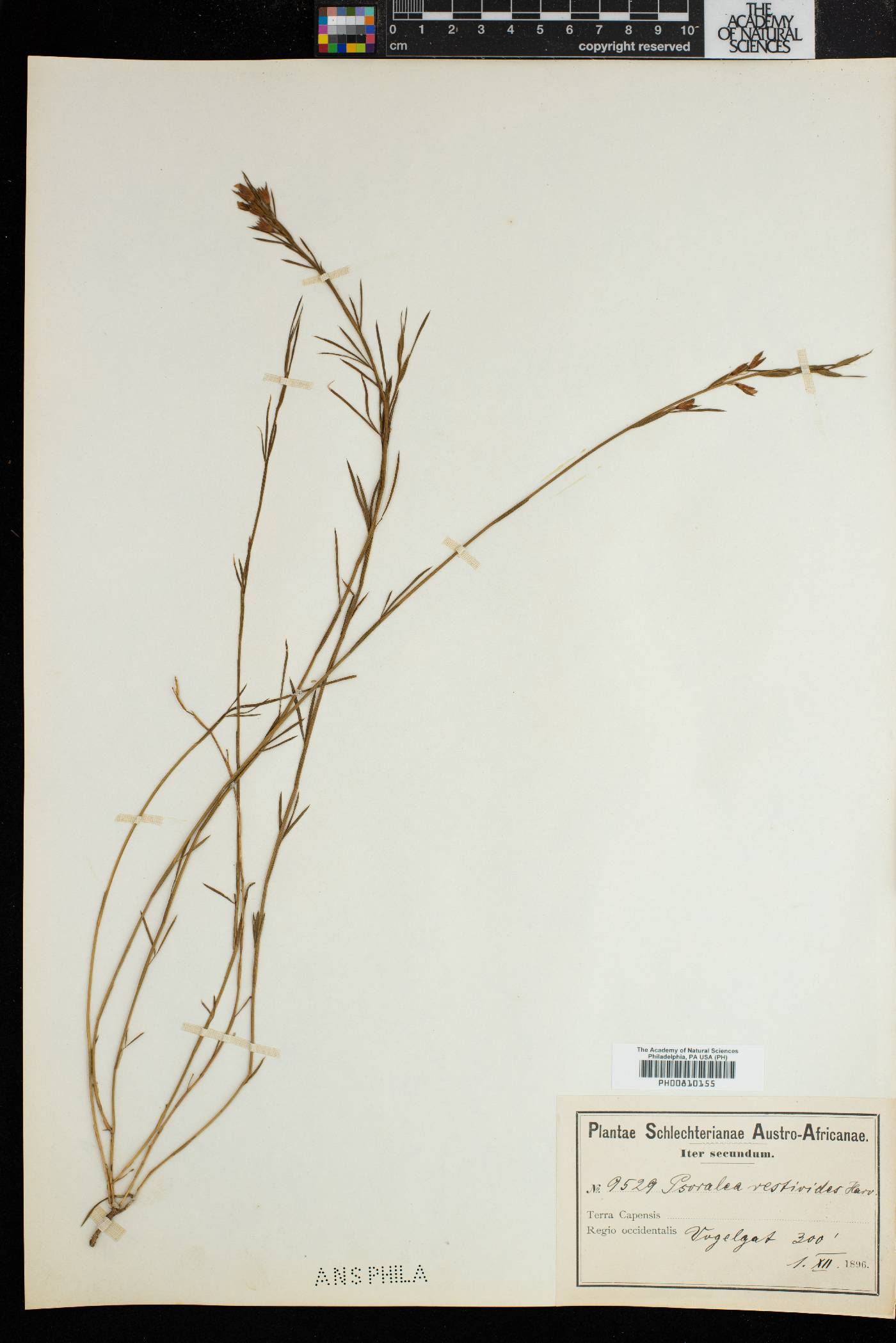 Psoralea restioides image