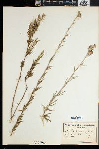 Image of Psoralea uncinata