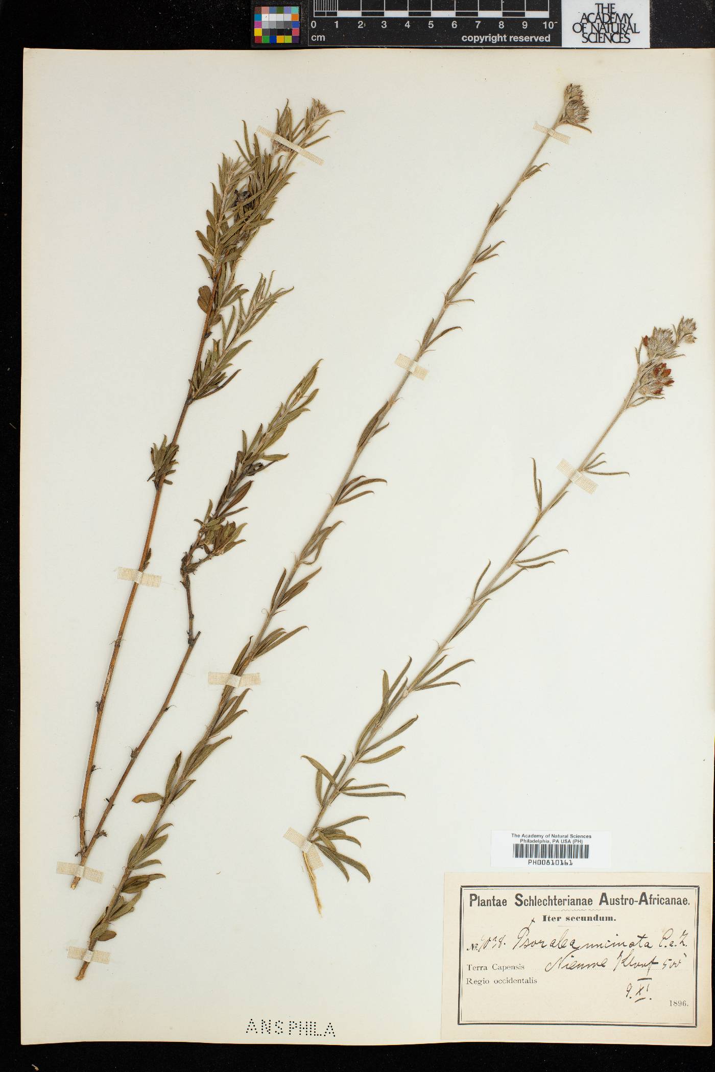 Psoralea uncinata image