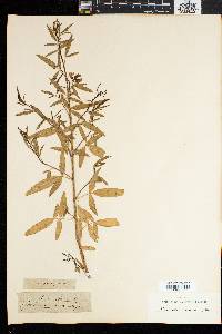 Image of Psoralea verrucosa