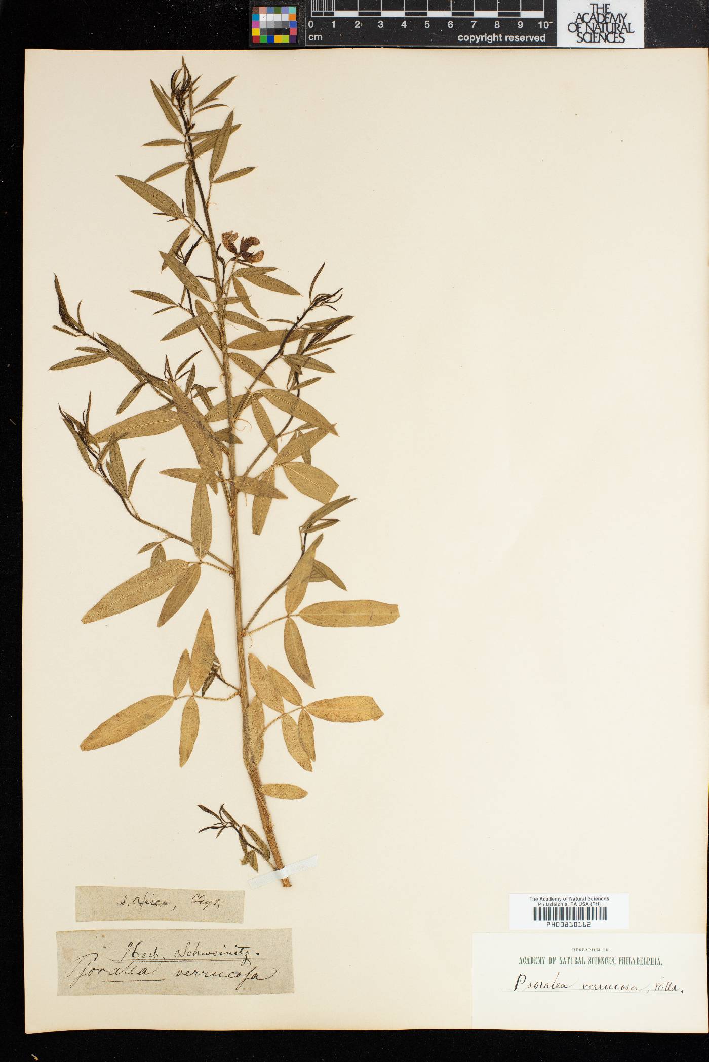 Psoralea verrucosa image