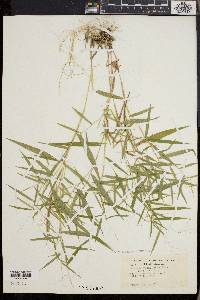 Dichanthelium yadkinense image