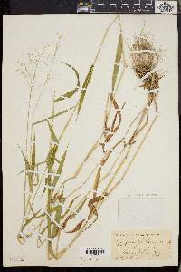 Dichanthelium yadkinense image