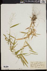 Dichanthelium yadkinense image
