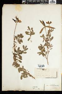 Tephrosia grandiflora image