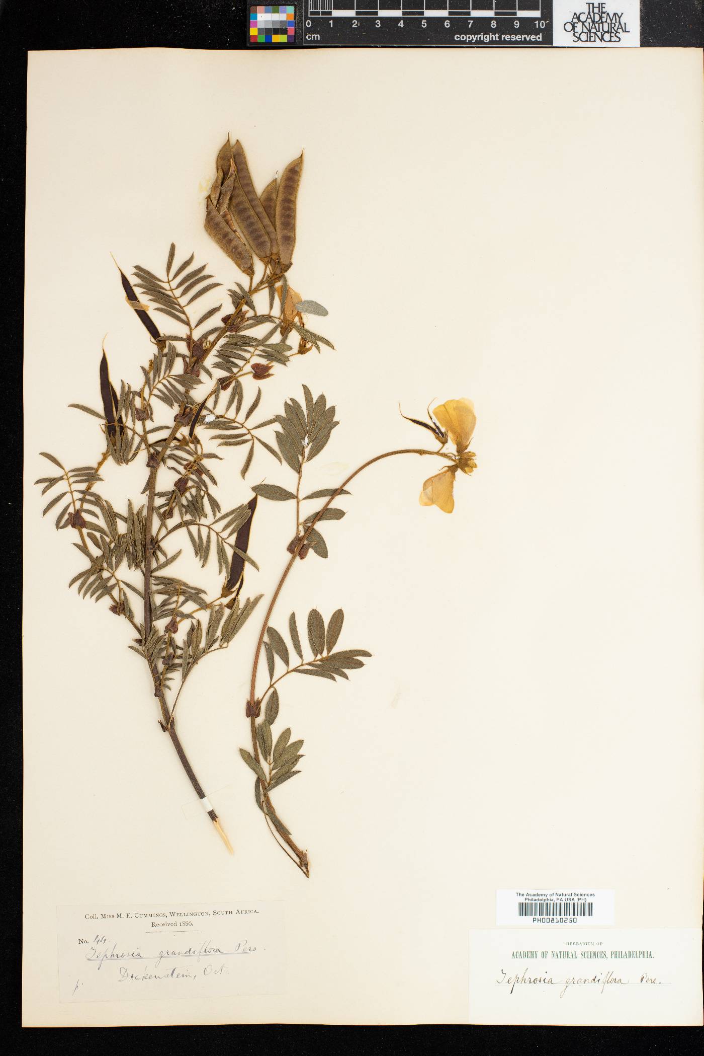 Tephrosia grandiflora image