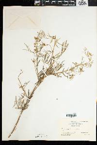 Tephrosia linearis image