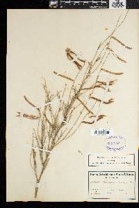 Tephrosia linearis image