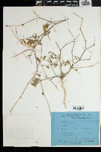 Tephrosia purpurea image