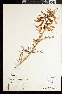 Sutherlandia frutescens image