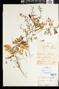 Sutherlandia frutescens image