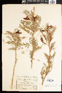 Sutherlandia frutescens image