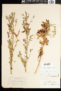 Sutherlandia frutescens image