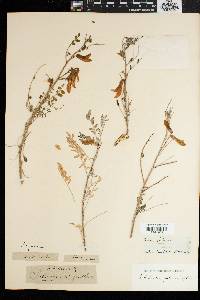 Sutherlandia frutescens image