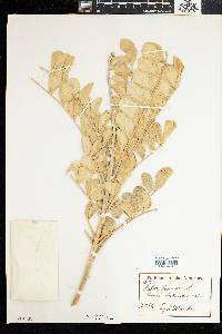 Sophora tomentosa image