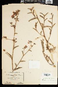 Image of Smithia erubescens