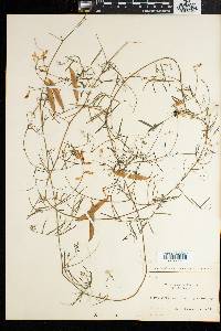 Vicia aphylla image