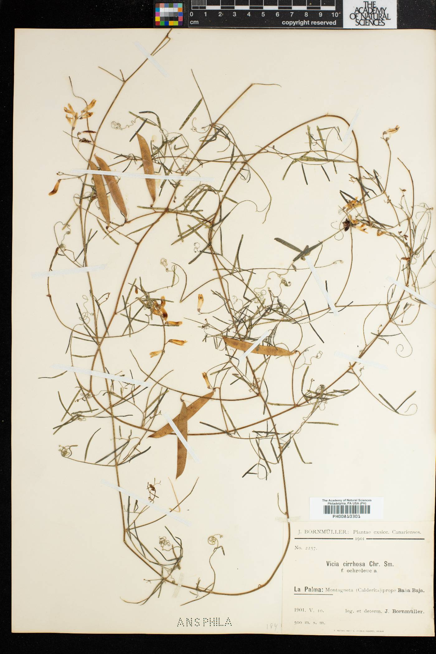 Vicia aphylla image