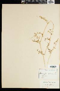 Vicia parviflora image