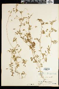 Image of Vicia pubescens