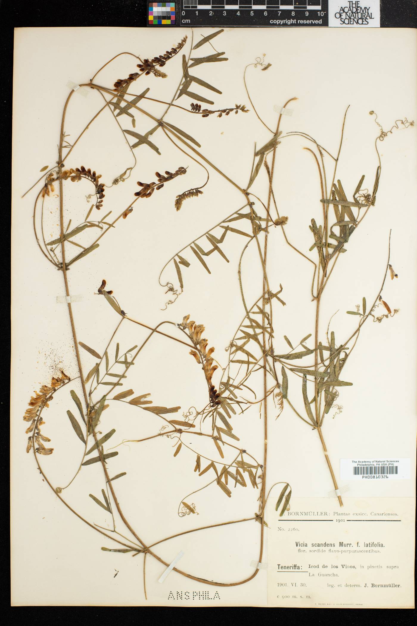 Vicia scandens image