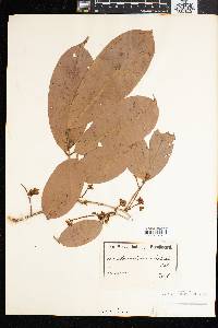 Anthonotha macrophylla image