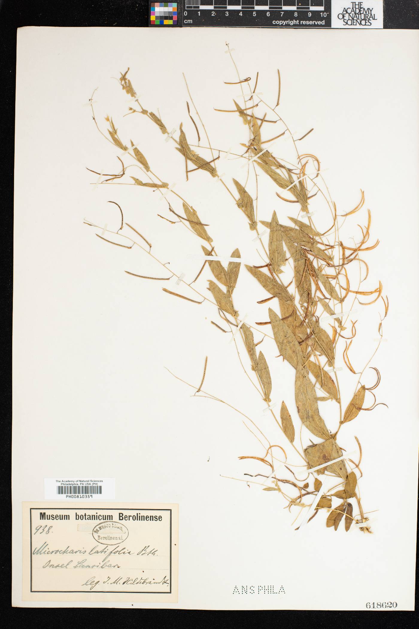 Microcharis latifolia image