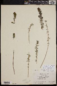 Myriophyllum quitense image