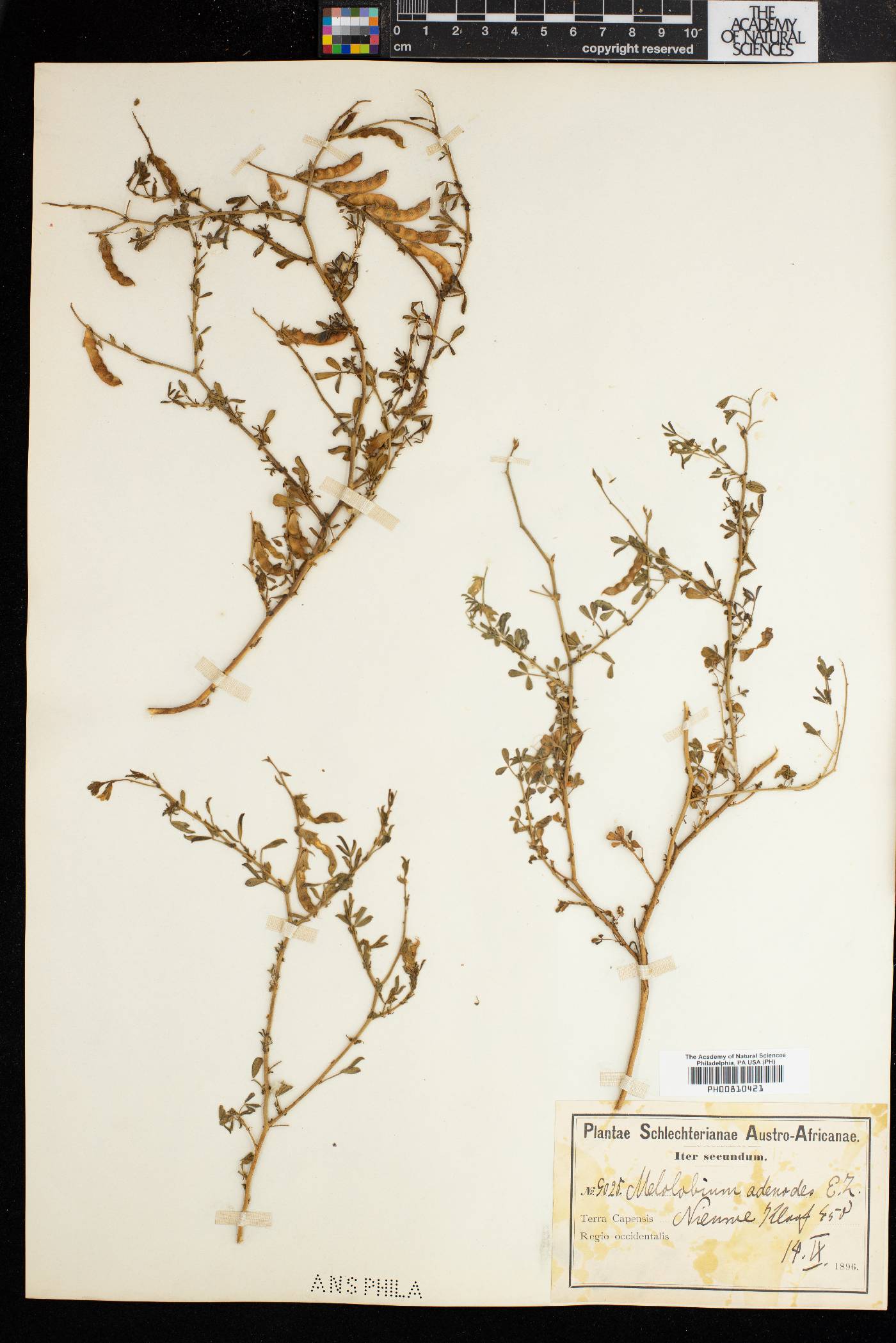 Melolobium adenodes image