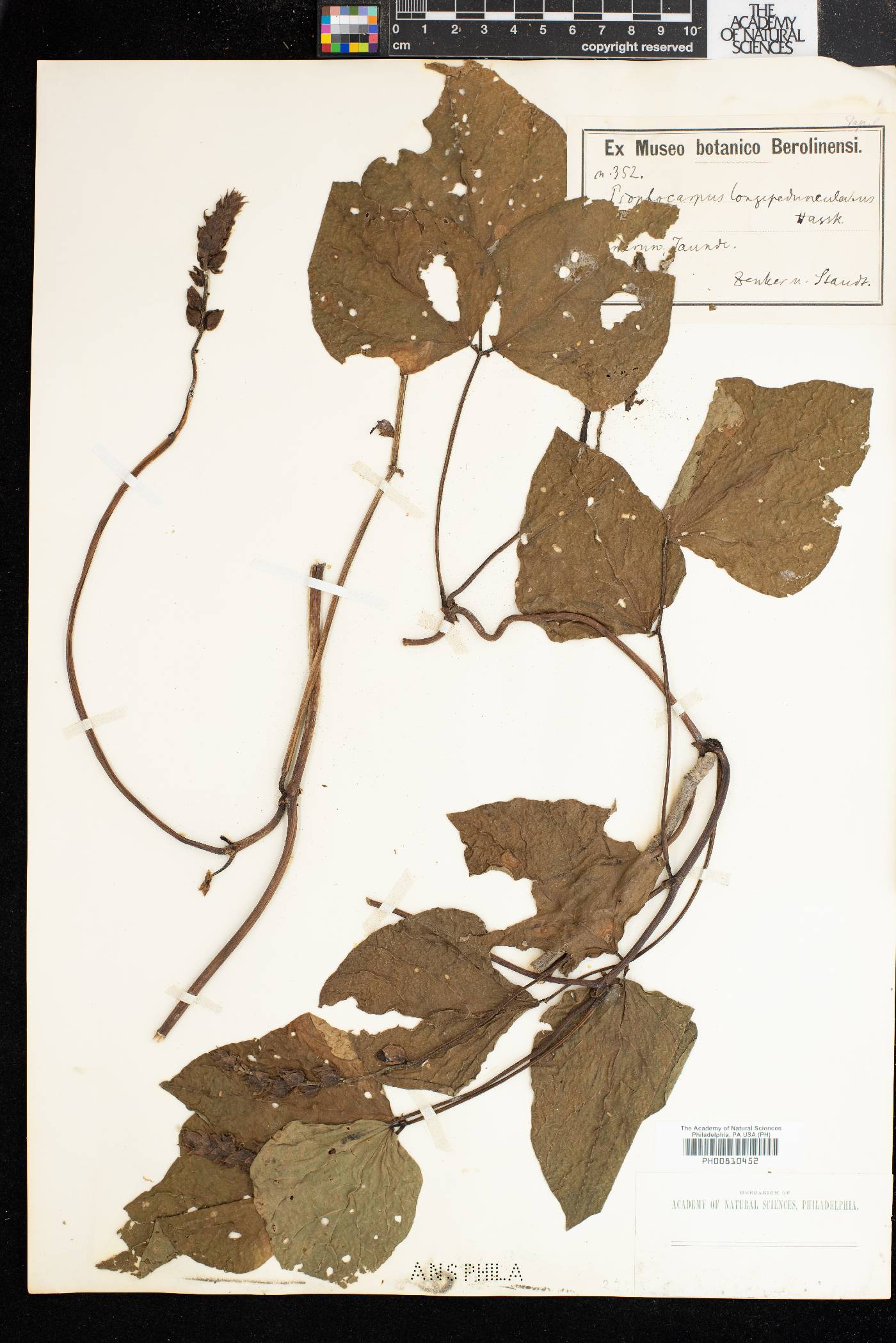 Psophocarpus scandens image