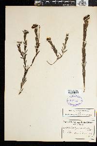 Image of Liparia angustifolia