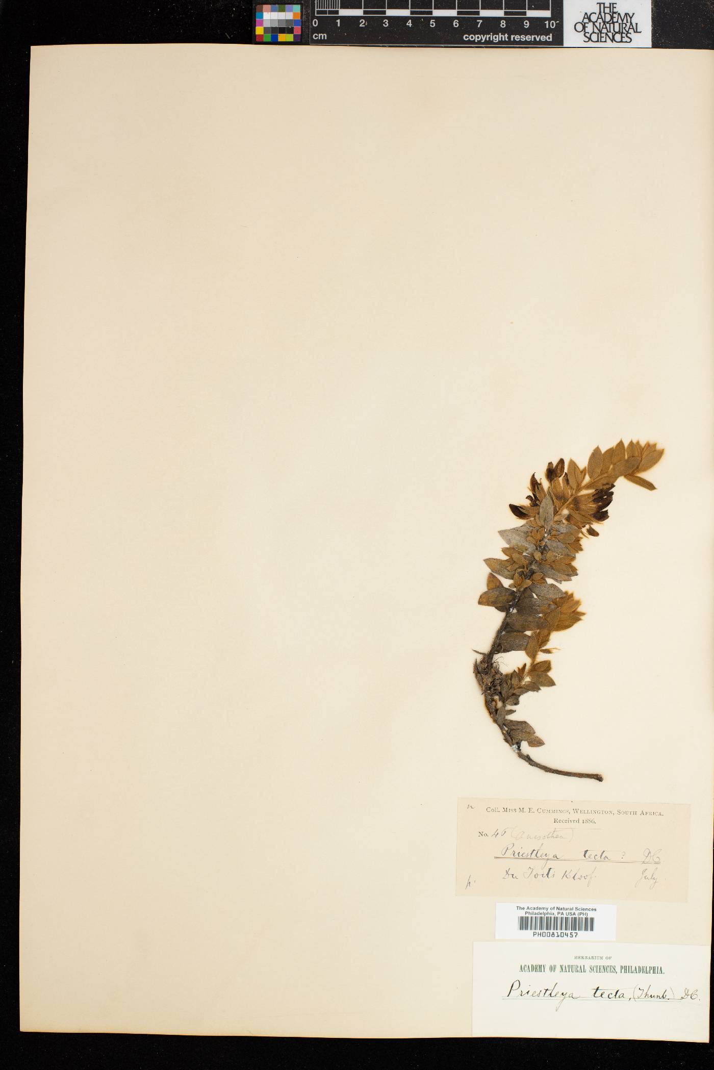 Xiphotheca image