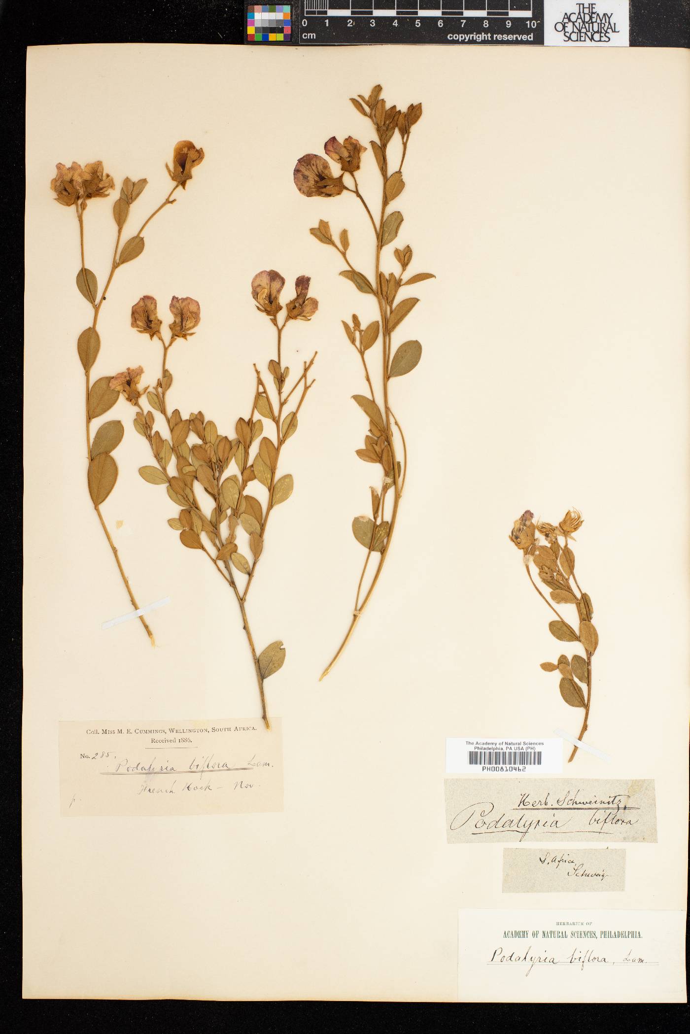 Podalyria biflora image