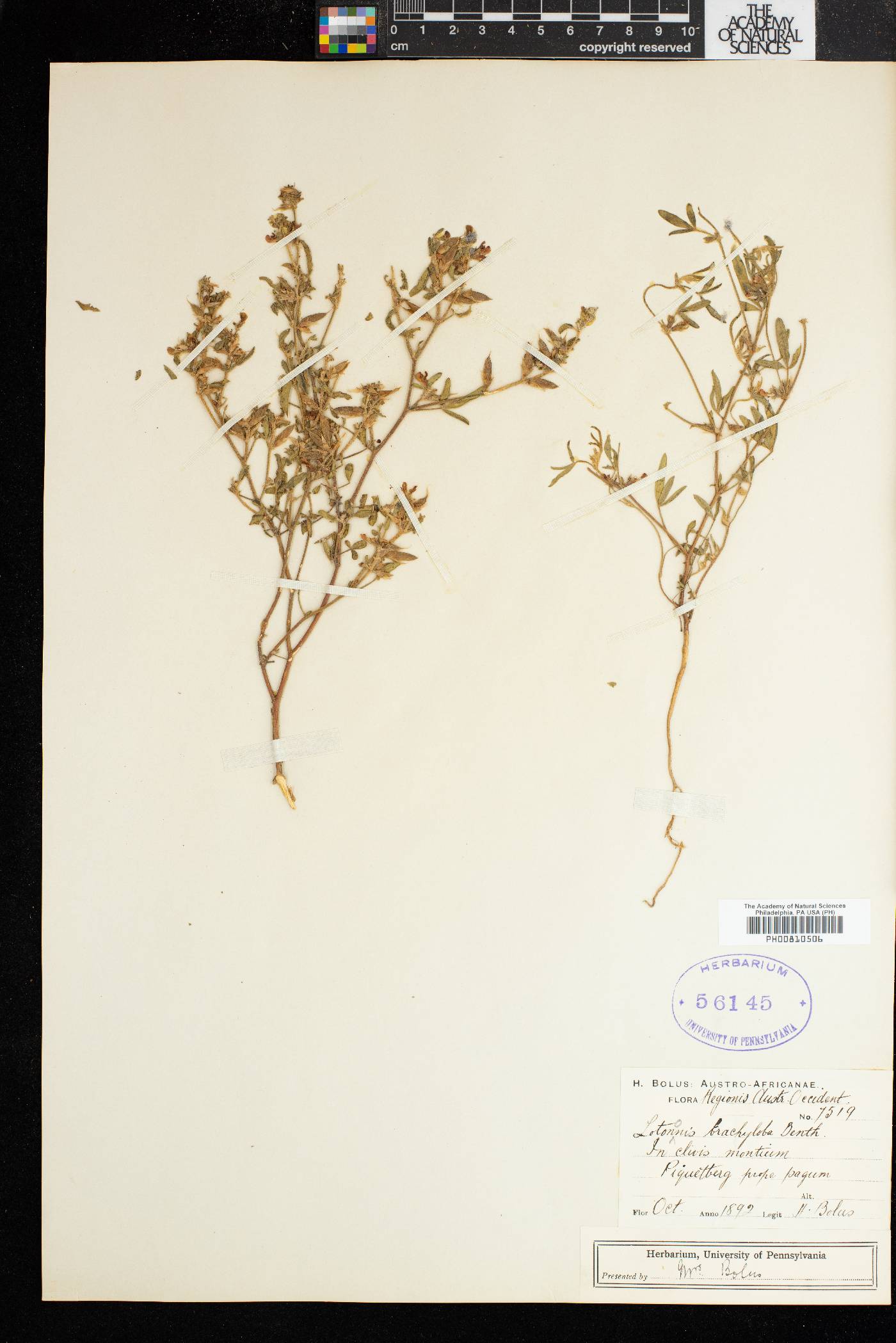 Lotononis parviflora image