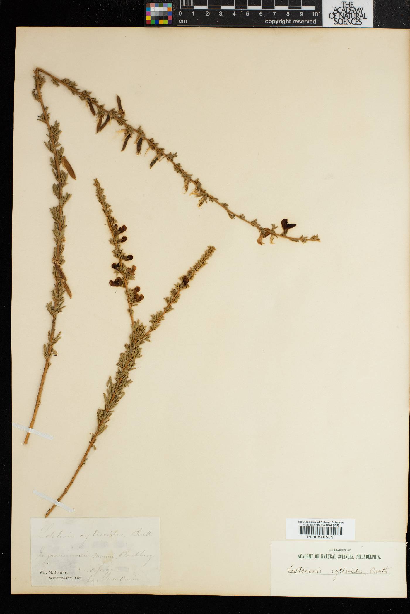 Lotononis stricta image