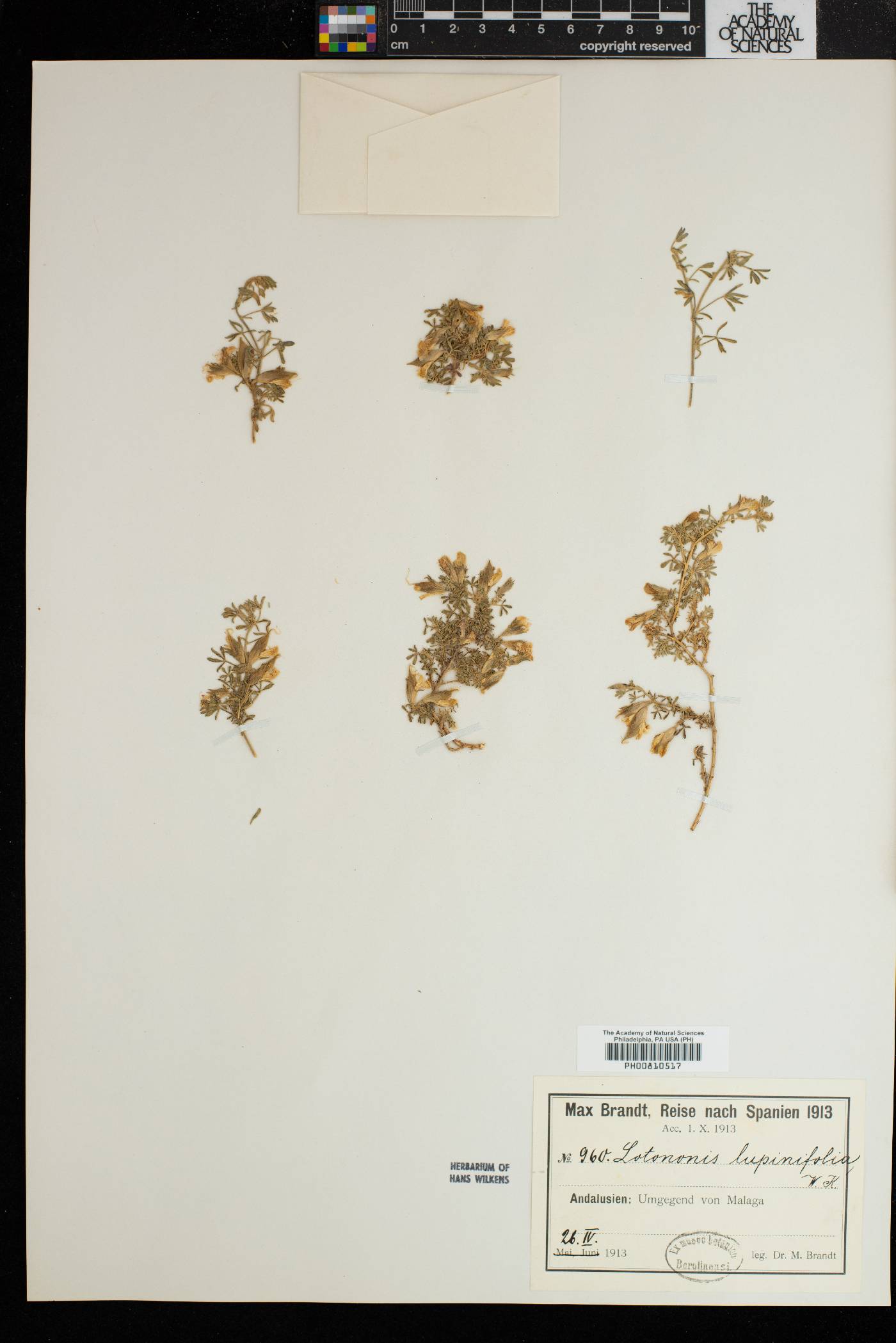 Leobordea image