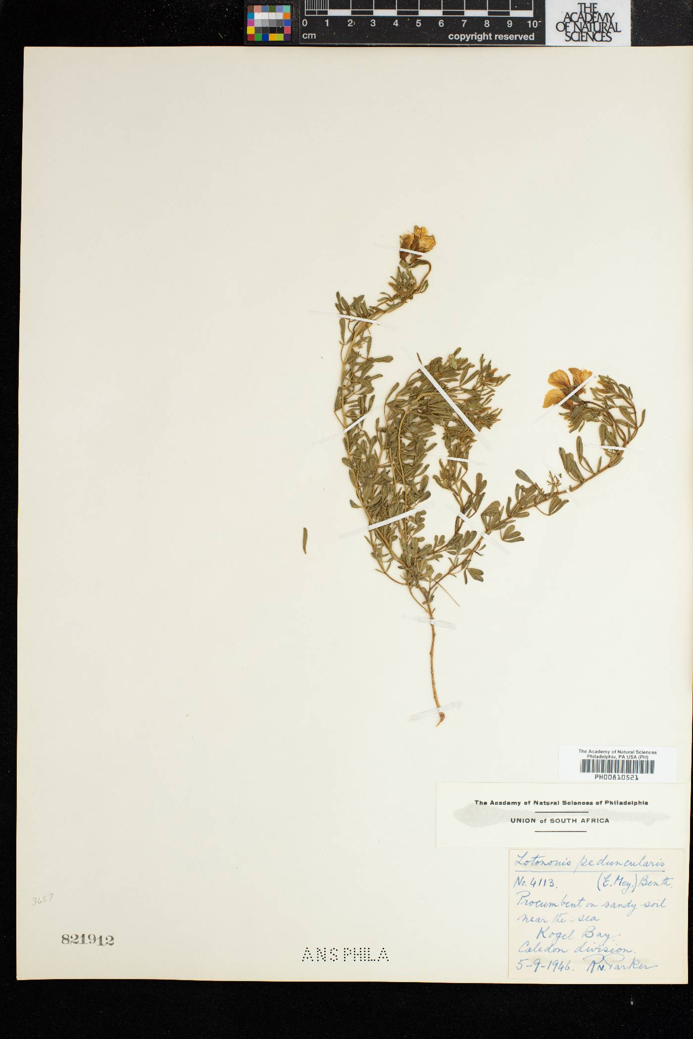 Lotononis involucrata subsp. peduncularis image