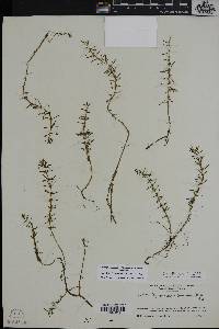 Myriophyllum pinnatum image