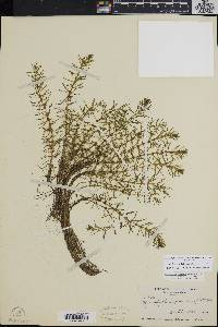 Myriophyllum pinnatum image