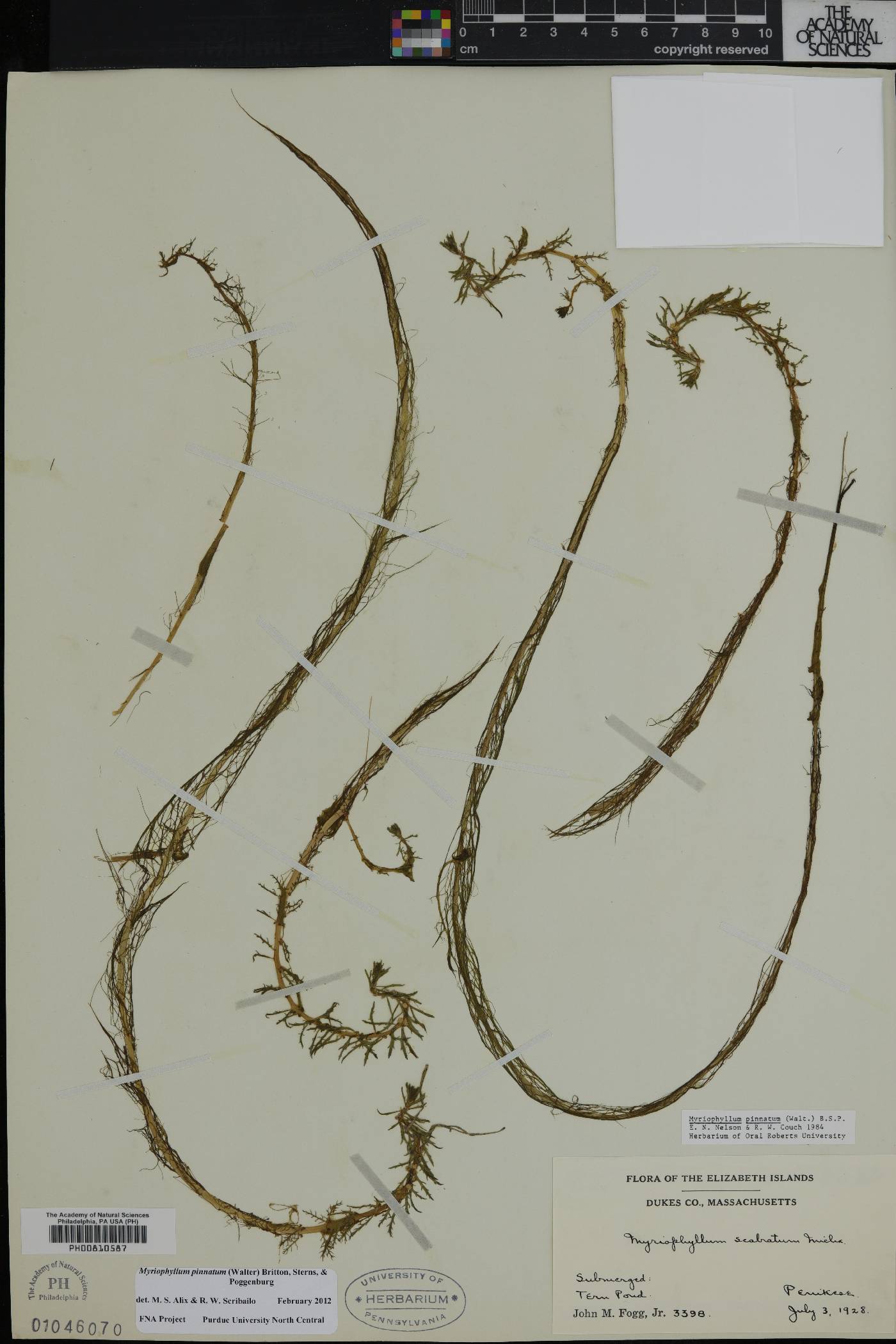 Myriophyllum pinnatum image