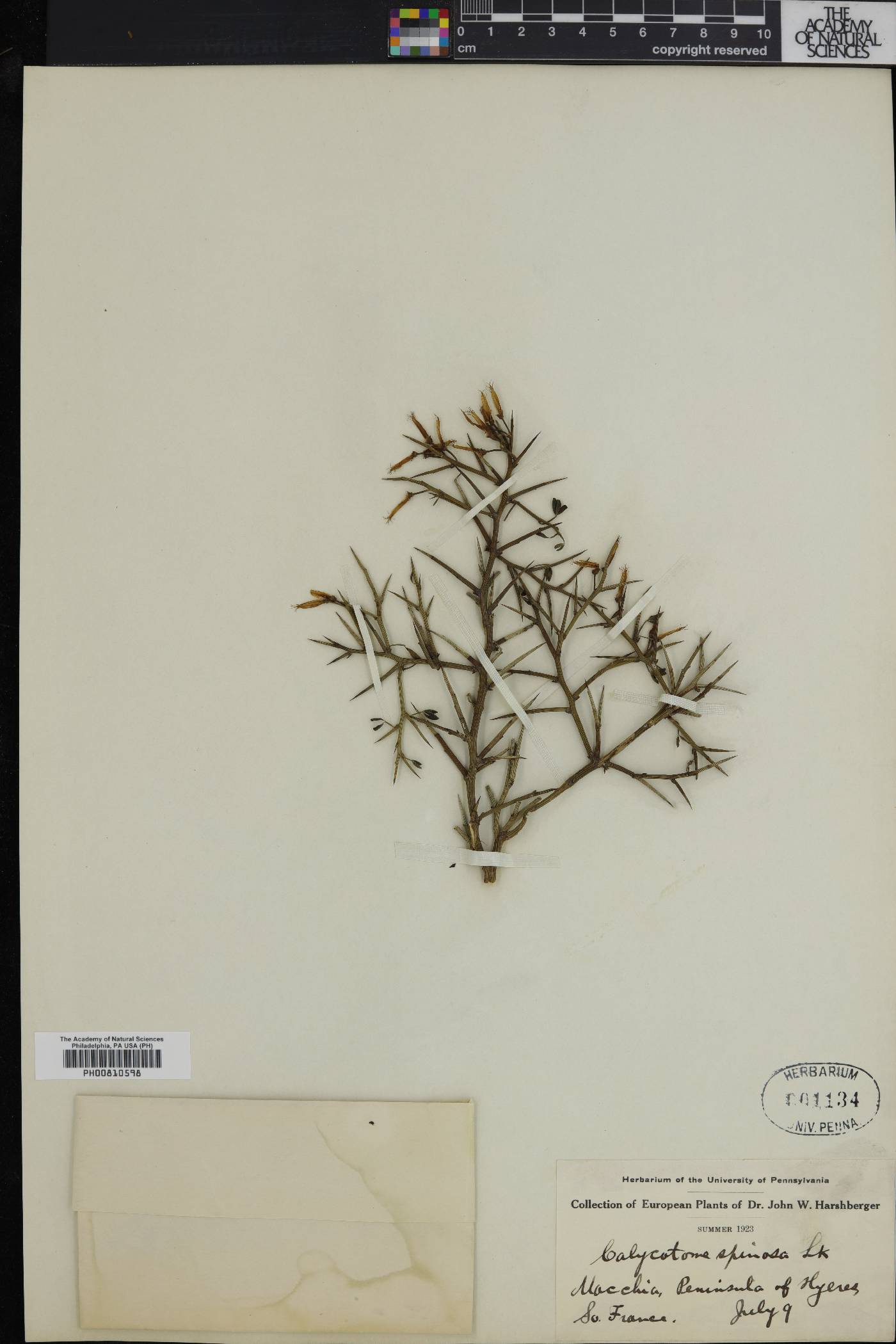 Calicotome image
