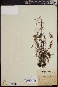 Myriophyllum quitense image