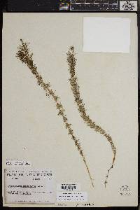 Myriophyllum sibiricum image