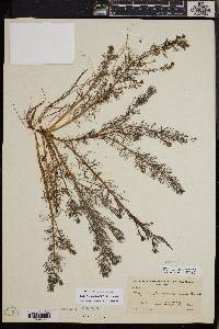 Myriophyllum sibiricum image