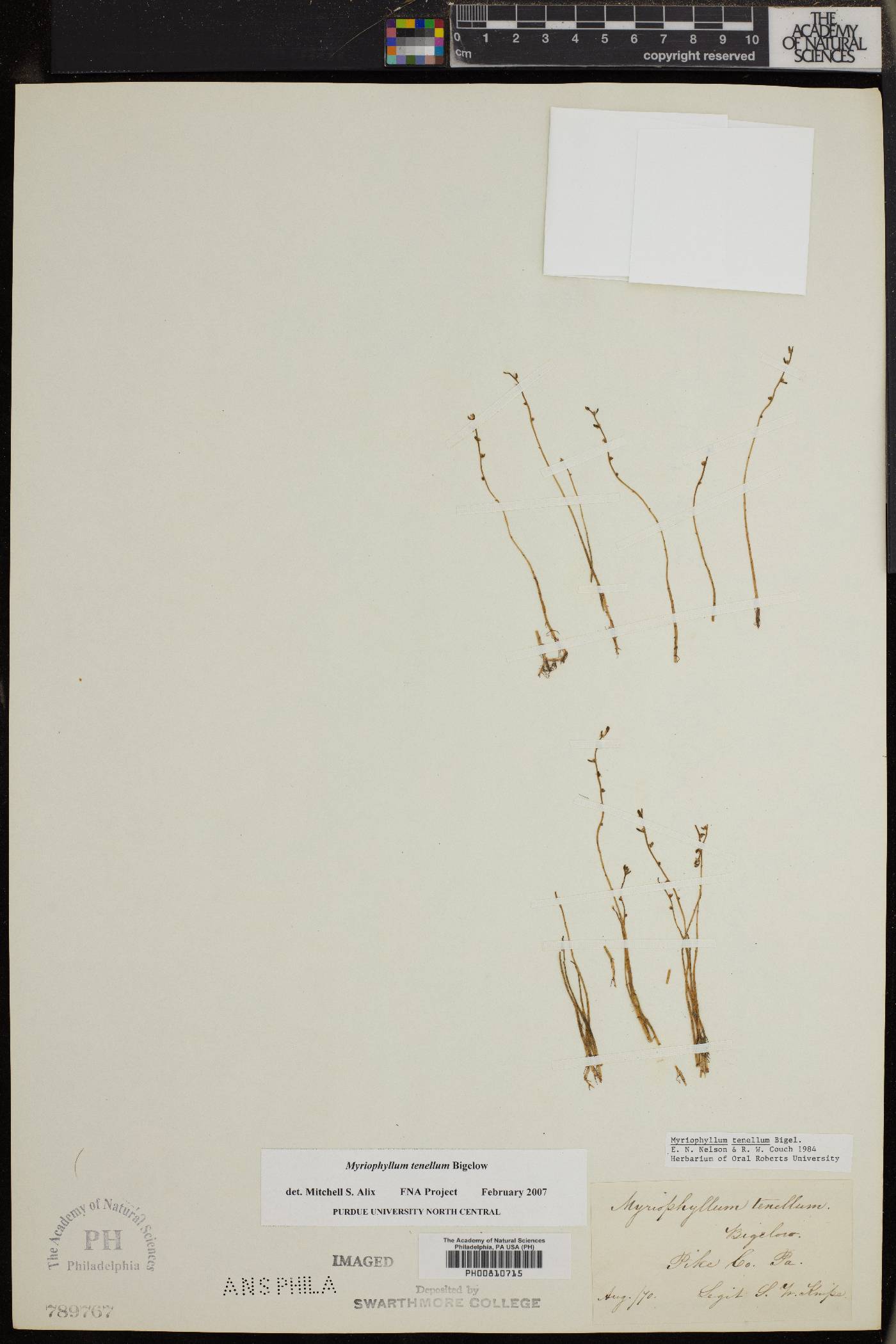 Myriophyllum tenellum image